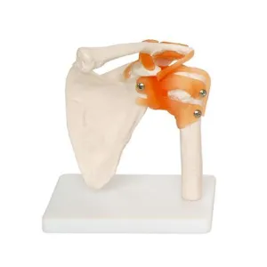 Human Shoulder Joint Anatomical Model