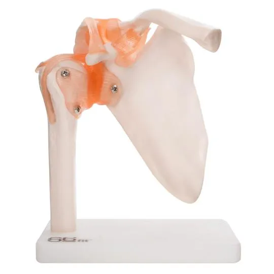 Human Shoulder Joint Anatomical Model