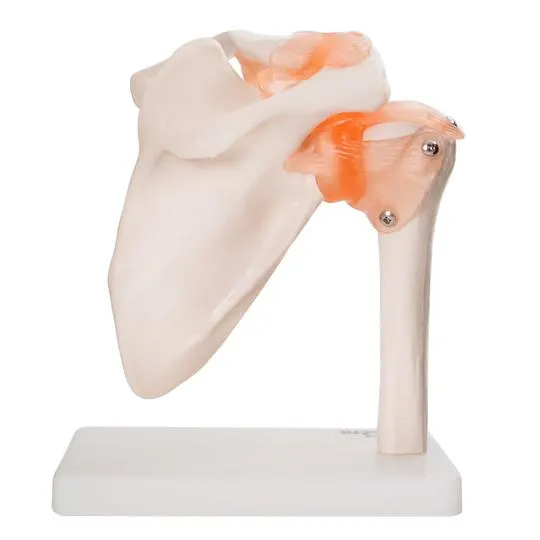 Human Shoulder Joint Anatomical Model