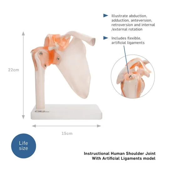 Human Shoulder Joint Anatomical Model