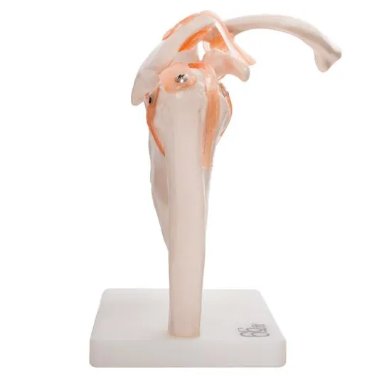 Human Shoulder Joint Anatomical Model