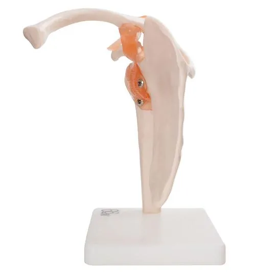 Human Shoulder Joint Anatomical Model