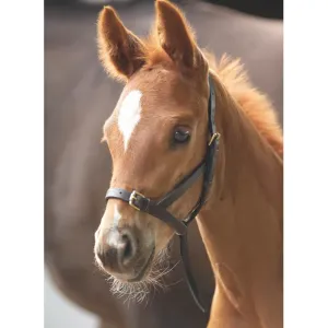 Shires Leather Foal Slip Halter