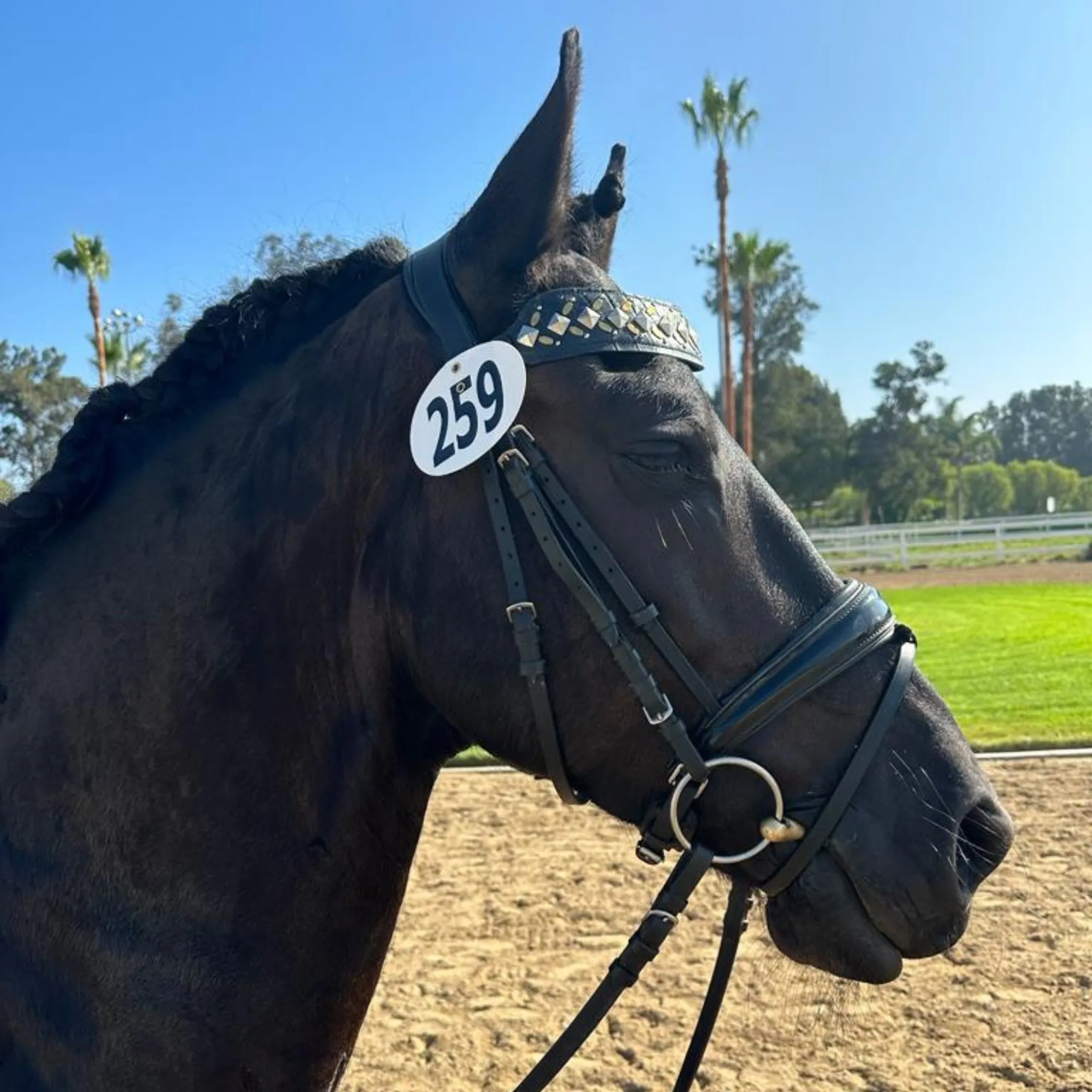 Zahara Browband